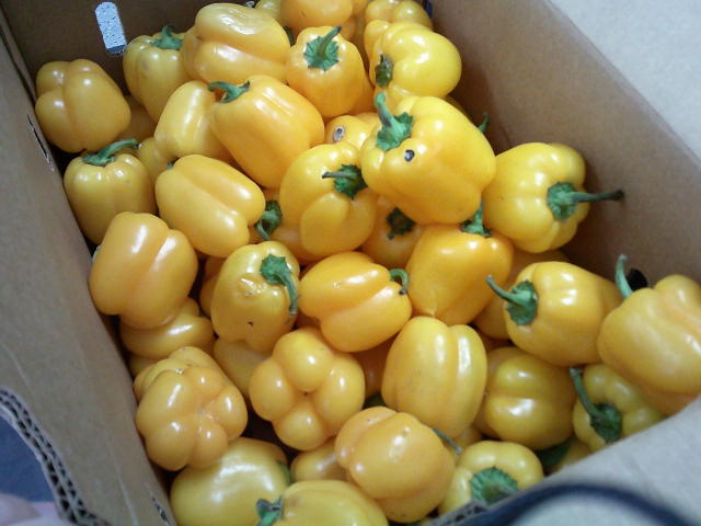 Cardboard box filled with yellow bell peppers.
